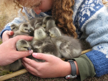 Goslings in her arms